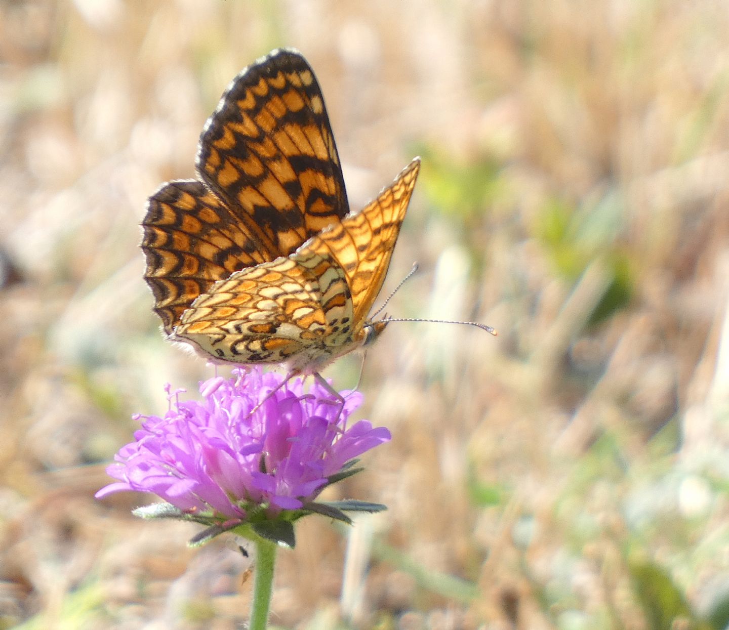 Melitaea? S Melitaea phoebe