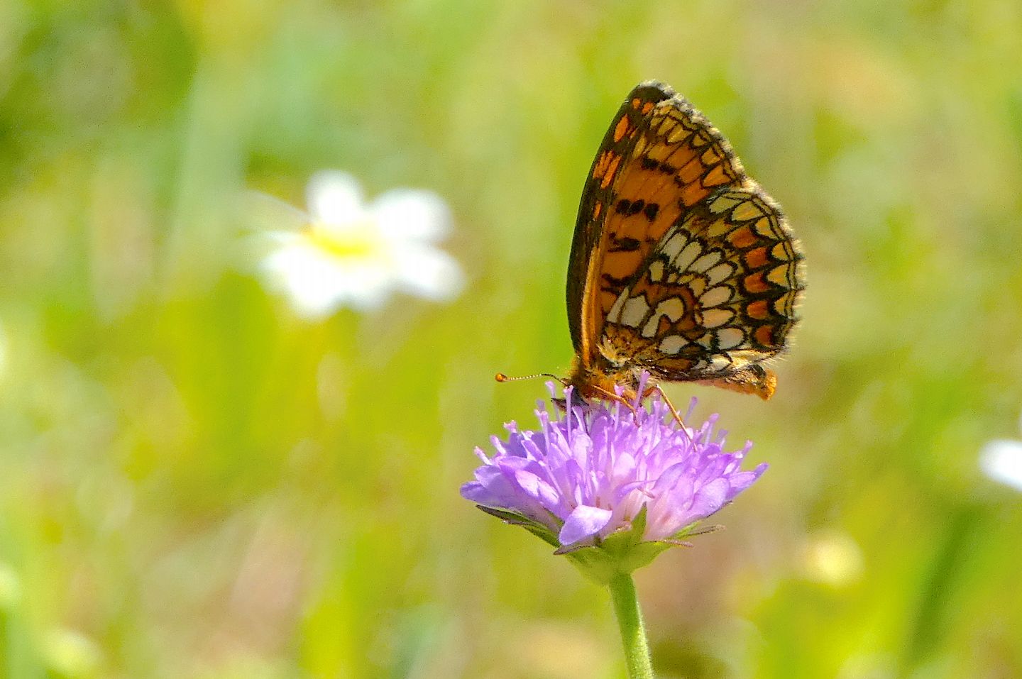 Melitaea aurelia?  No, Melitaea celadussa