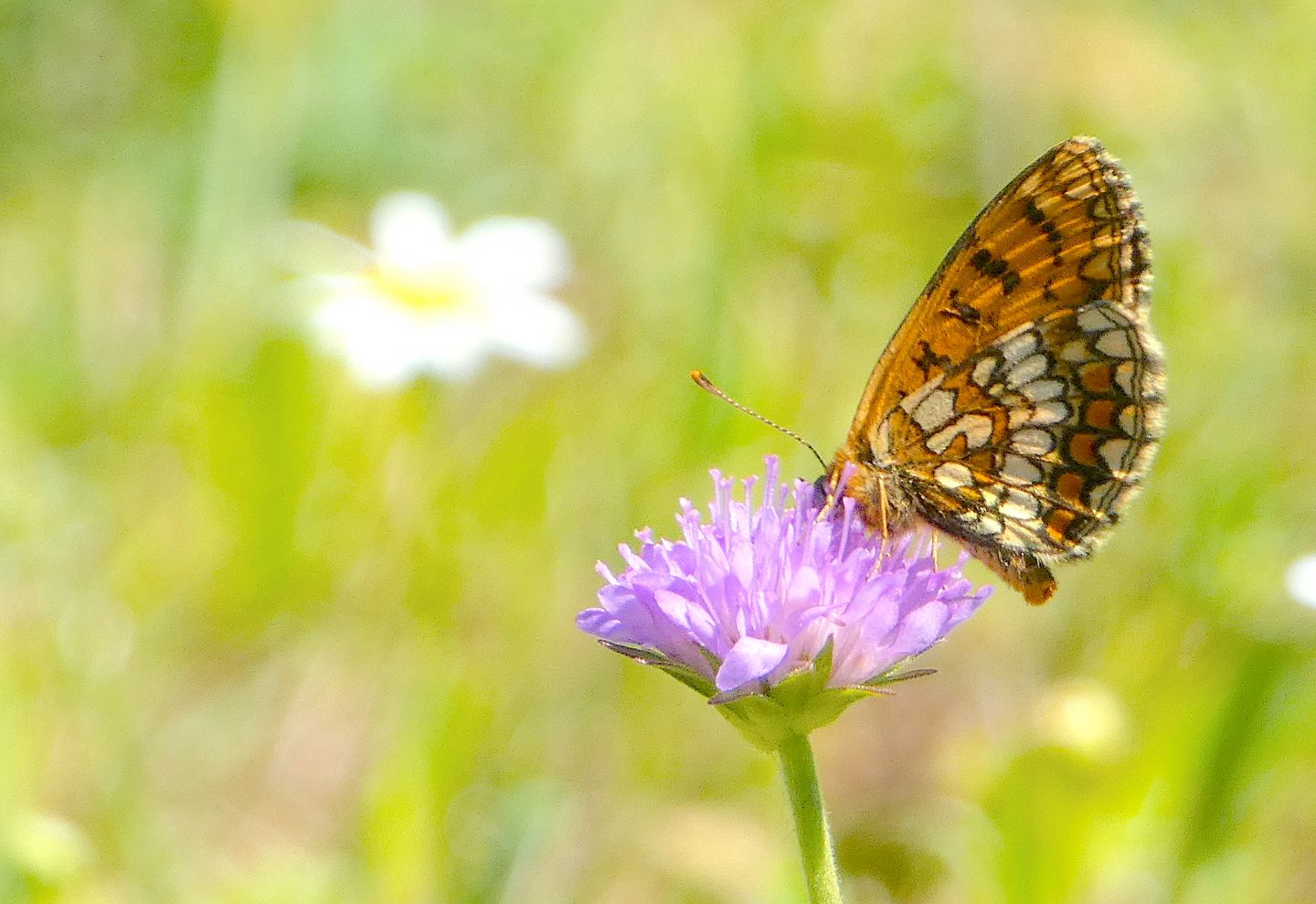 Melitaea aurelia?  No, Melitaea celadussa