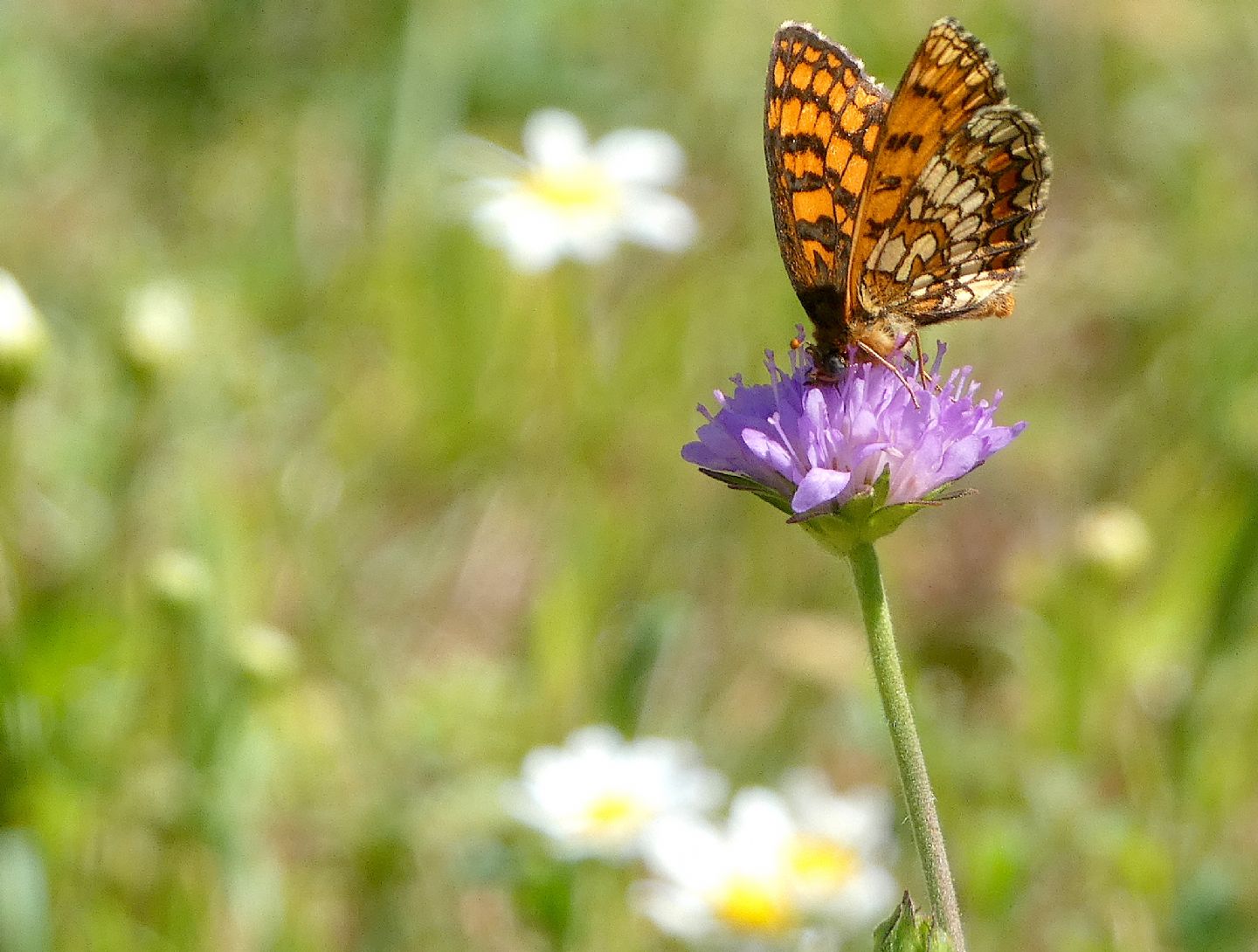 Melitaea aurelia?  No, Melitaea celadussa