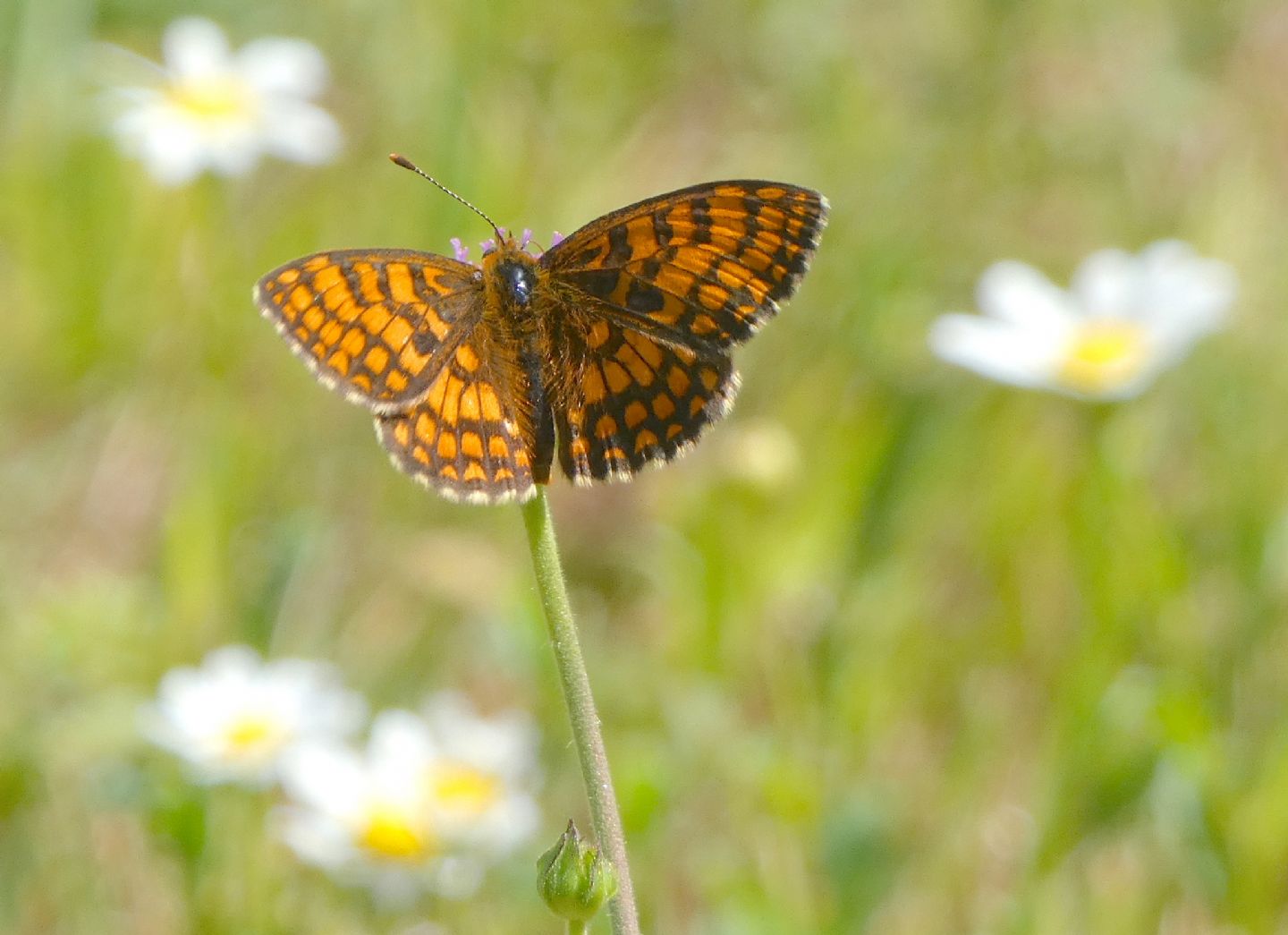 Melitaea aurelia?  No, Melitaea celadussa