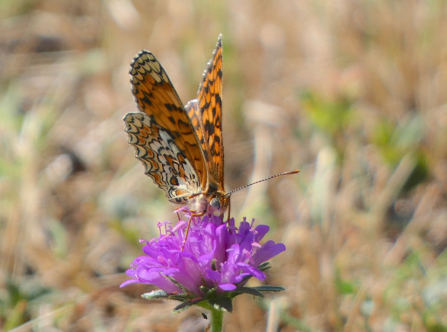 Melitaea? S Melitaea phoebe