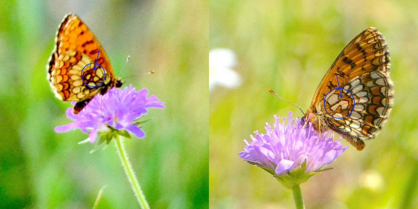 Melitaea aurelia?  No, Melitaea celadussa