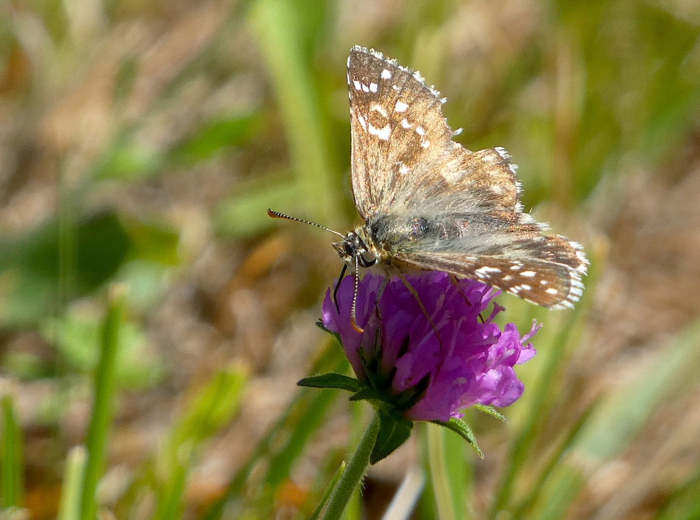 Pyrgus quale? Pyrgus armoricanus