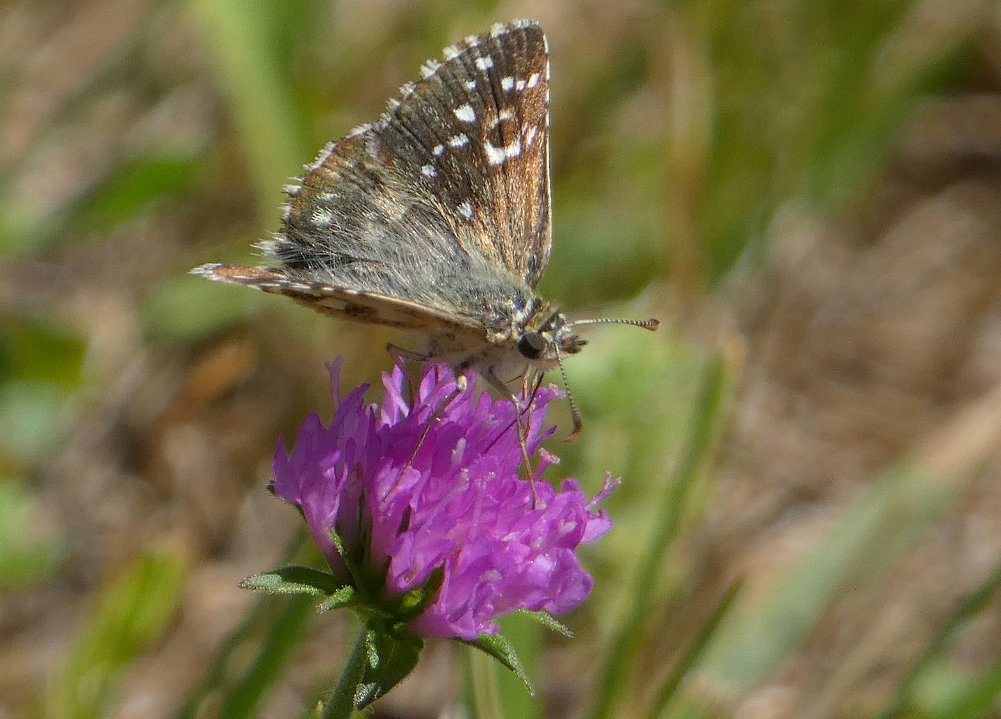 Pyrgus quale? Pyrgus armoricanus