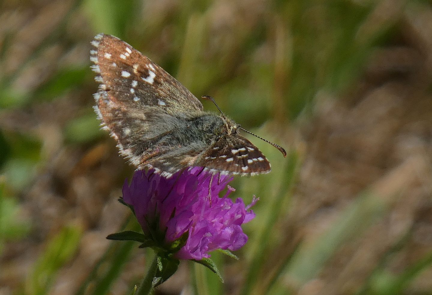 Pyrgus quale? Pyrgus armoricanus