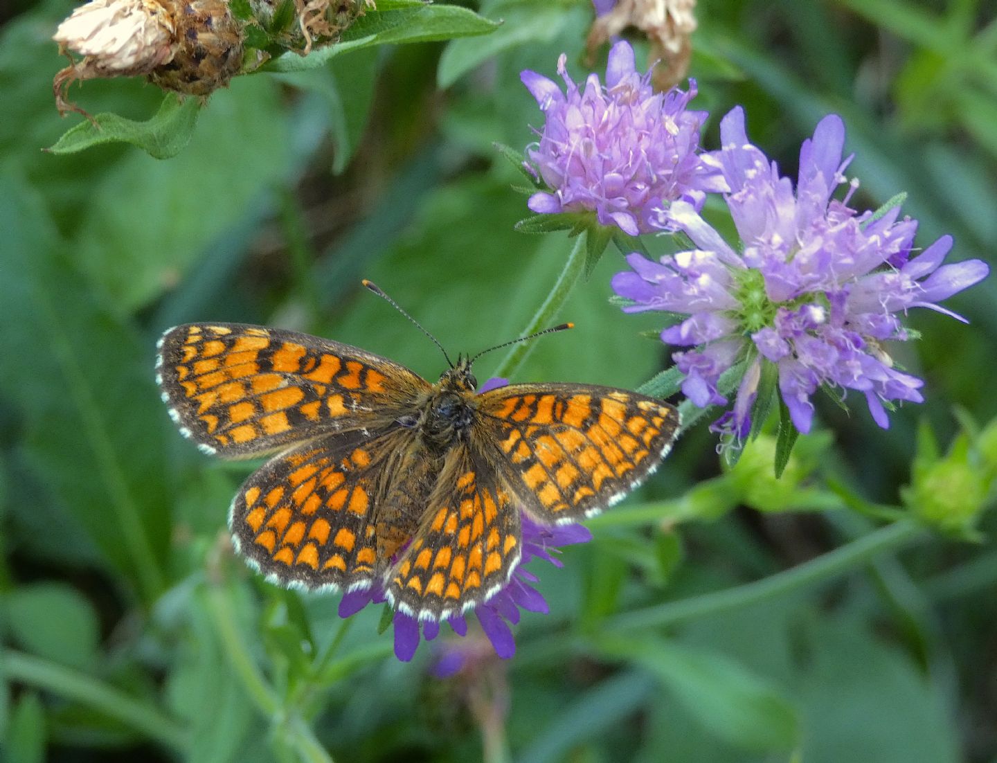 Melitaea phoebe o altra? Melitaea celadussa