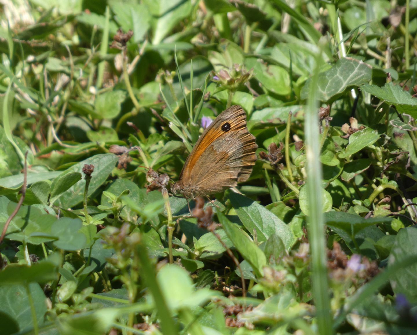 Nymphalidae Satyrinae: quale? Maniola jurtina