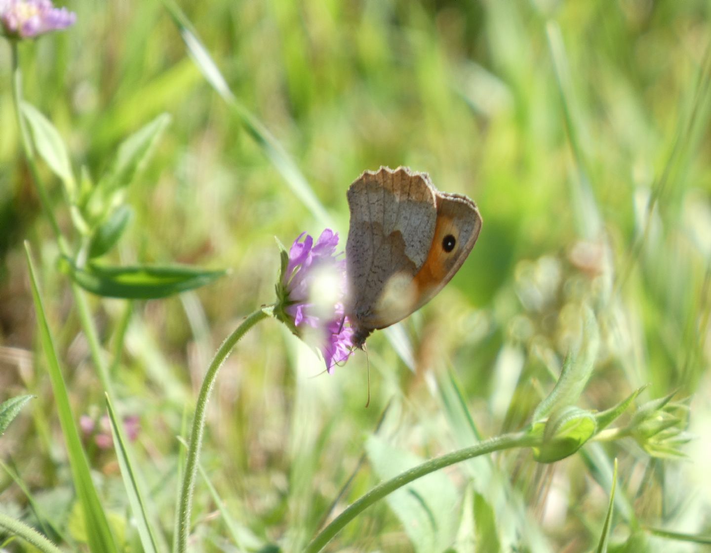 Nymphalidae Satyrinae: quale? Maniola jurtina