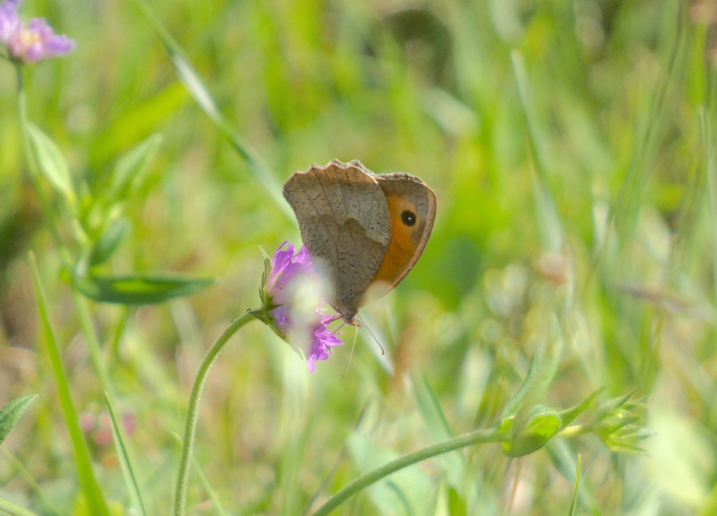 Nymphalidae Satyrinae: quale? Maniola jurtina