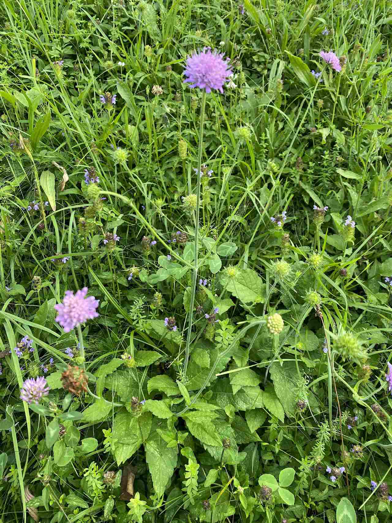 Quale Dipsacacea?