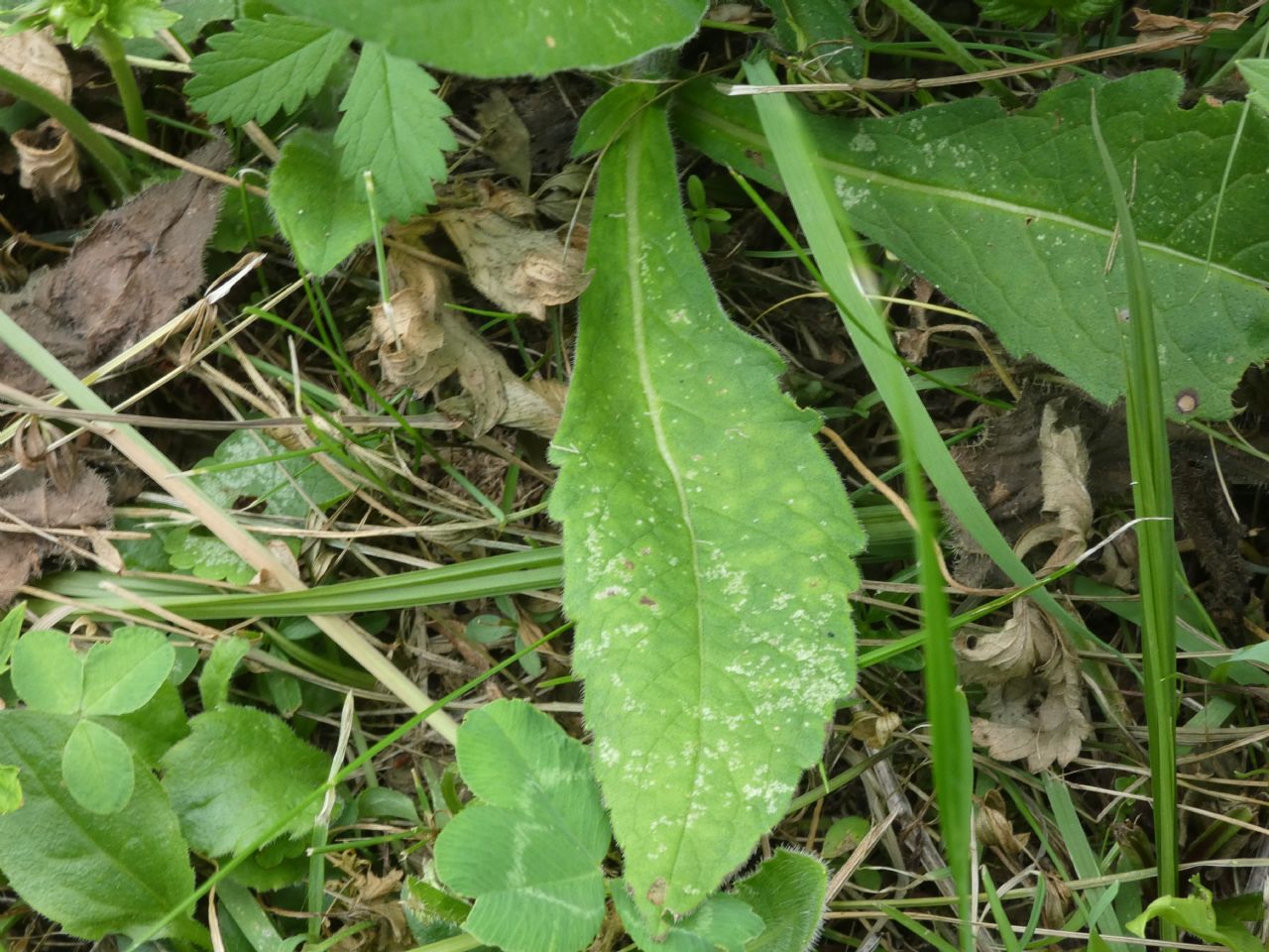 Quale Dipsacacea?