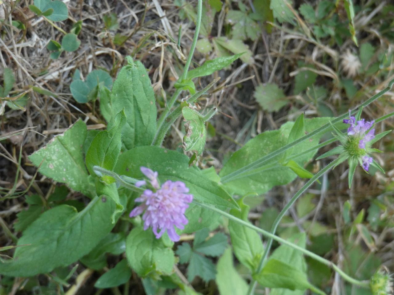 Quale Dipsacacea?