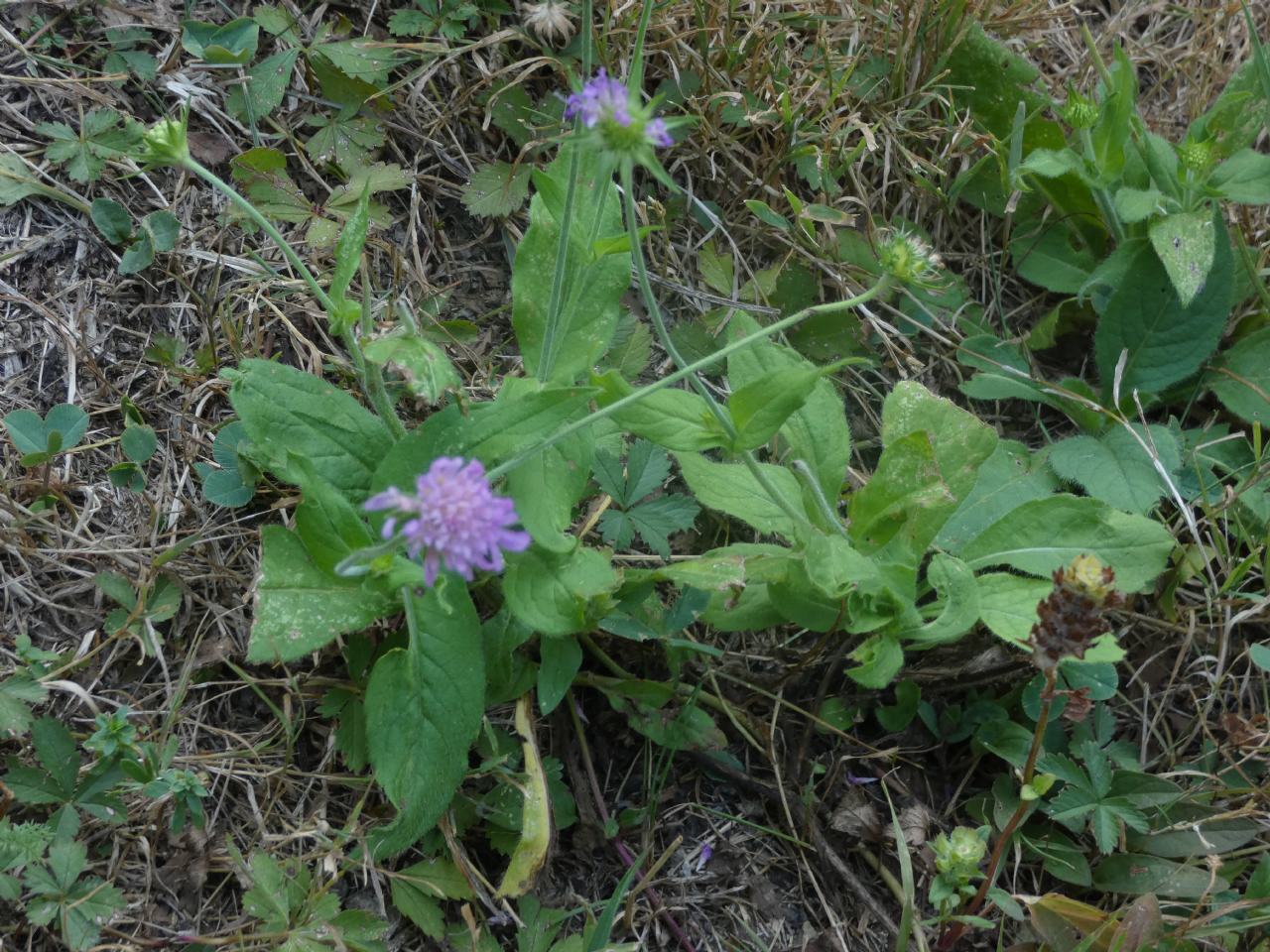 Quale Dipsacacea?