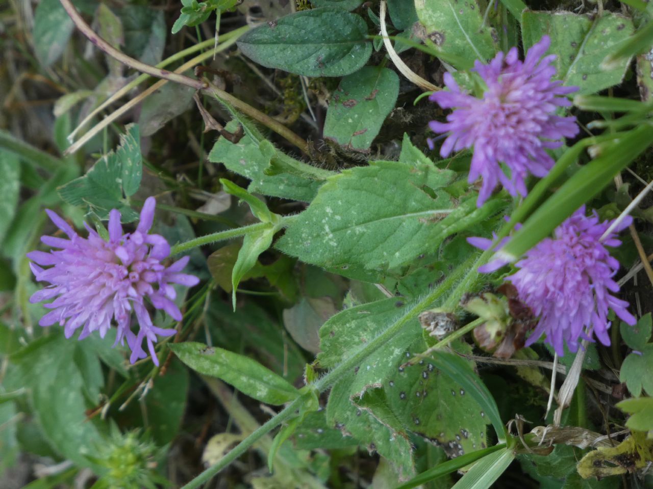 Quale Dipsacacea?