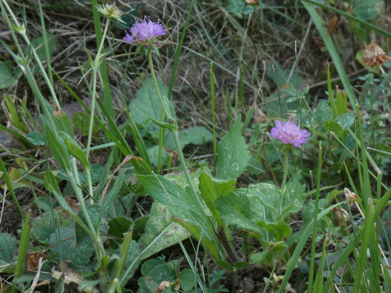 Quale Dipsacacea?