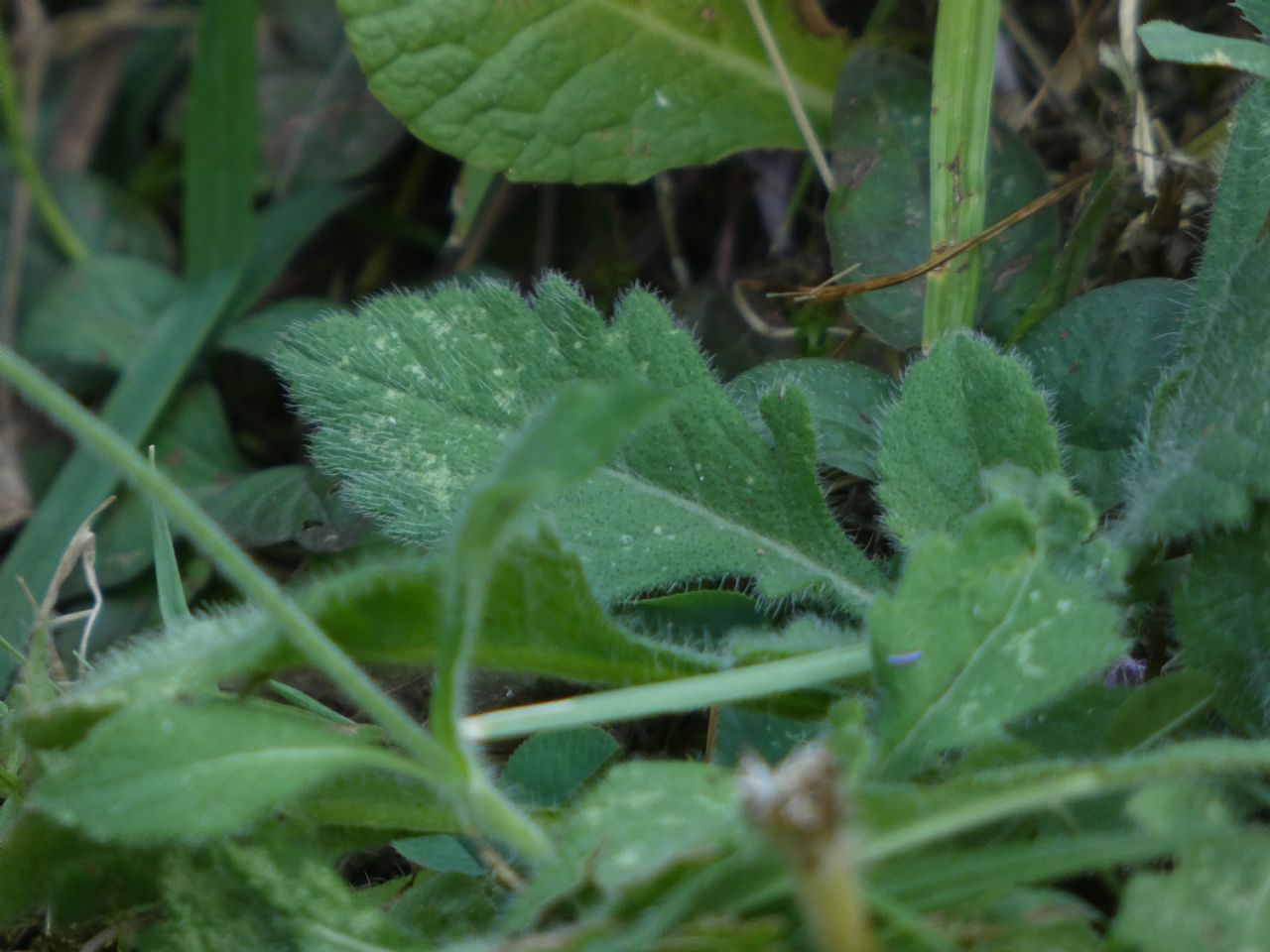 Quale Dipsacacea?