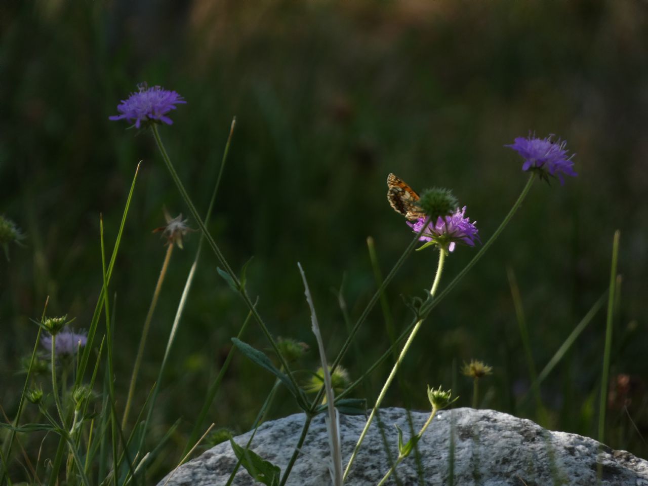 Quale Dipsacacea?