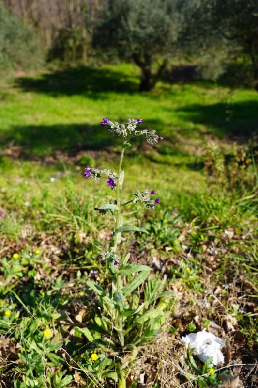 Anchusa?