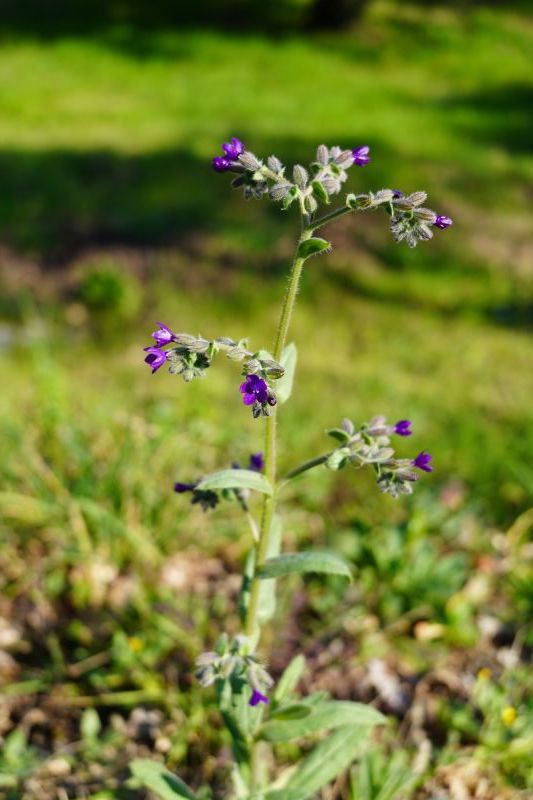 Anchusa?