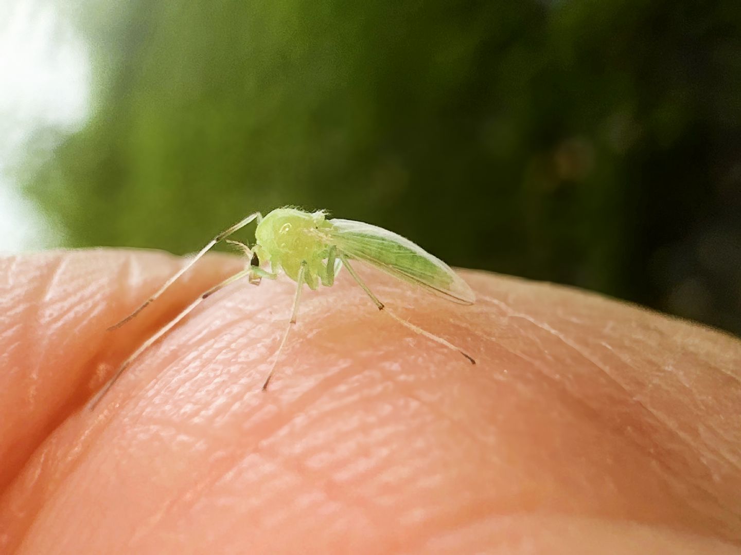  un Chironomidae verde?