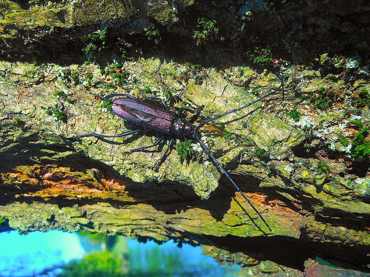 Cerambycidae: Aromia moschata