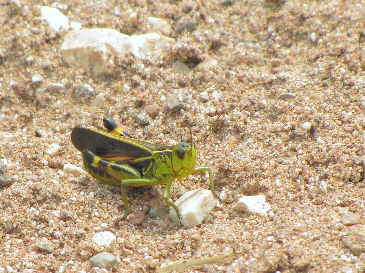 Ortottero trentino