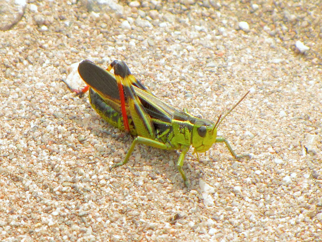 Ortottero trentino