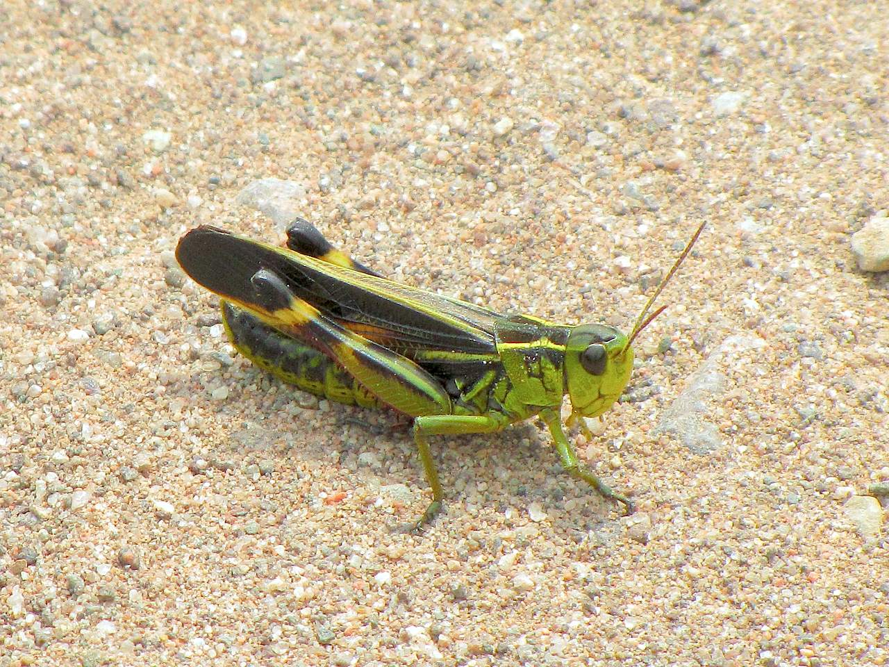 Ortottero trentino