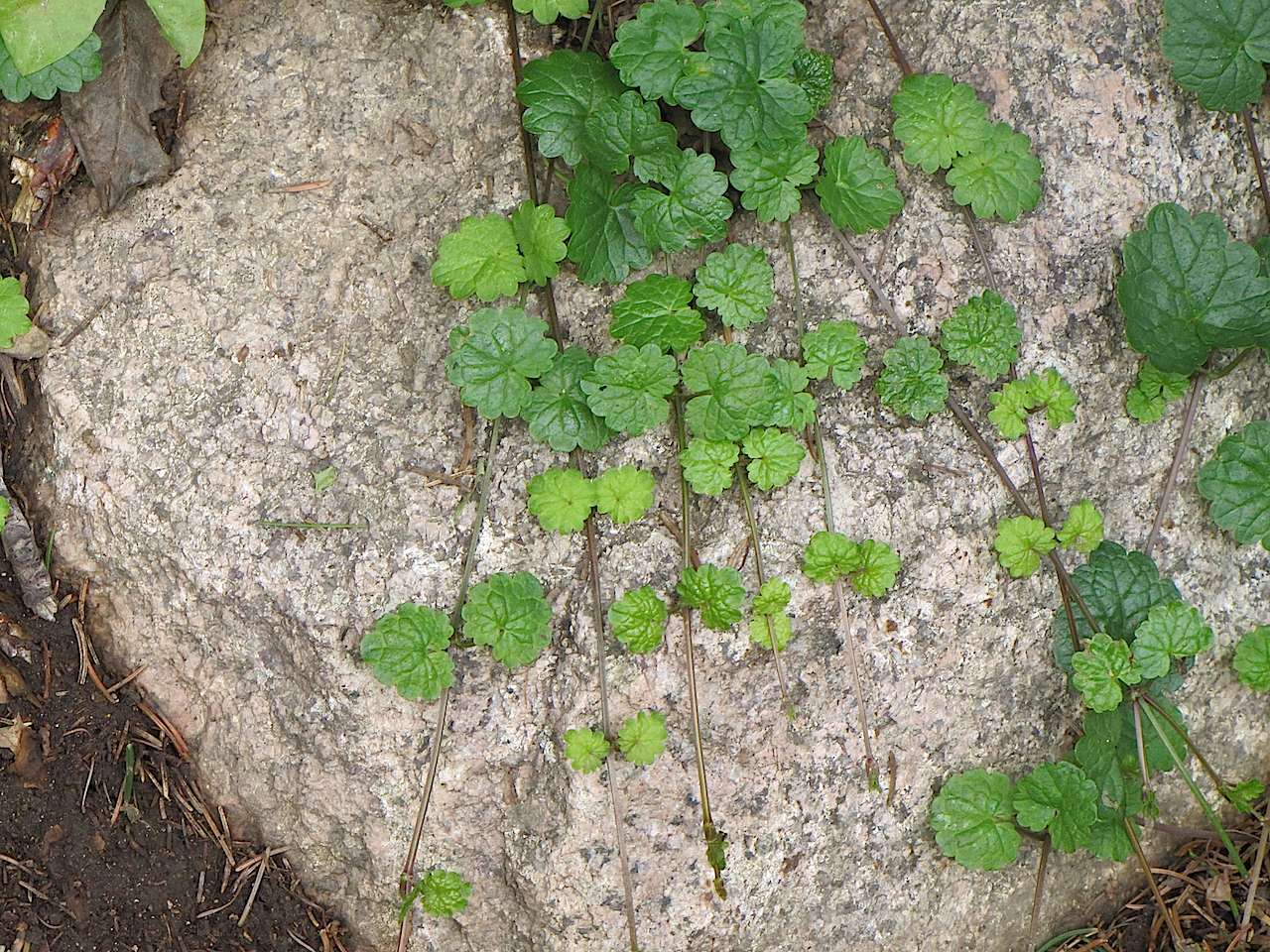 Nel sottobosco in Trentino - Glechoma hederacea
