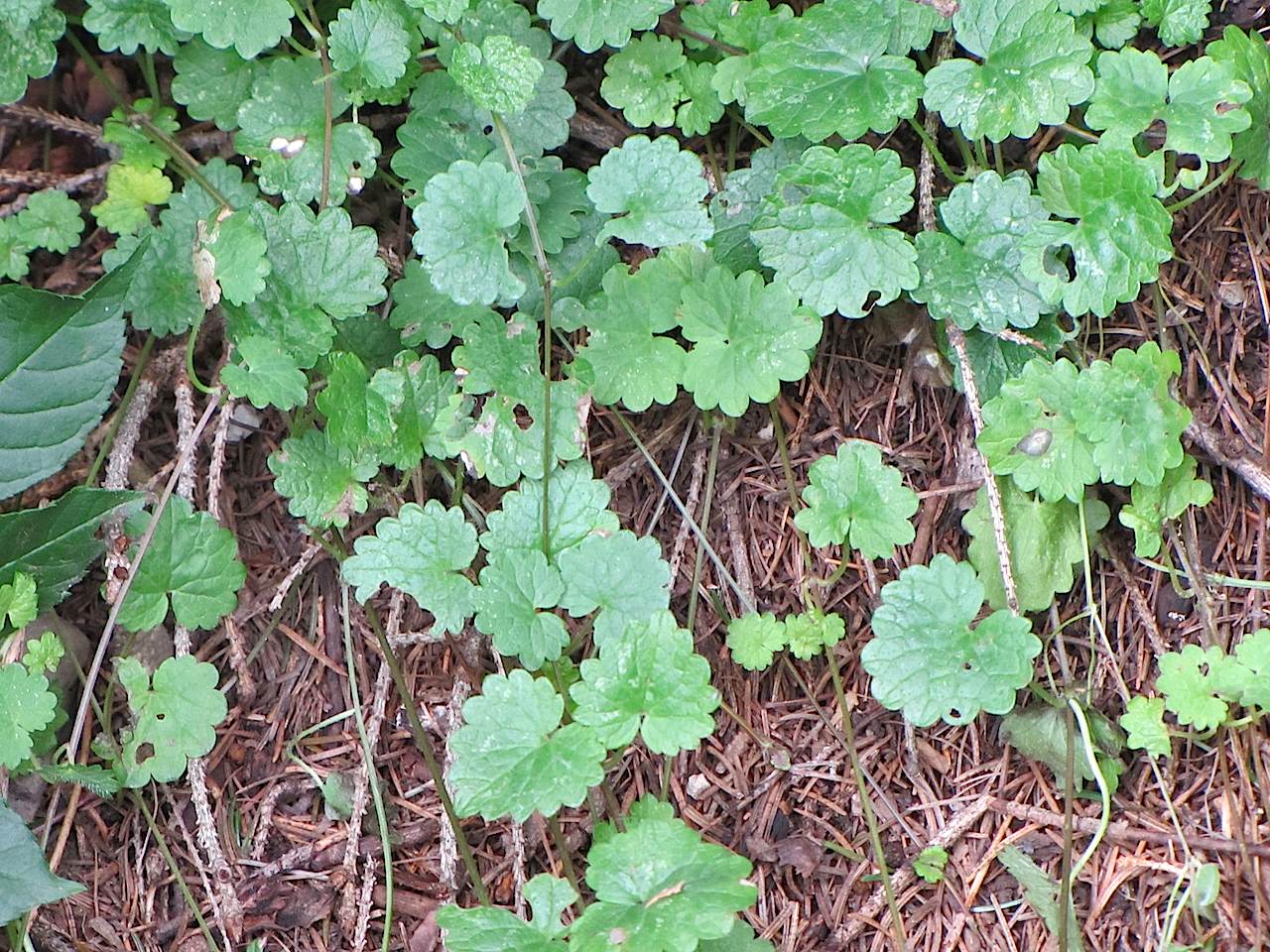 Nel sottobosco in Trentino - Glechoma hederacea
