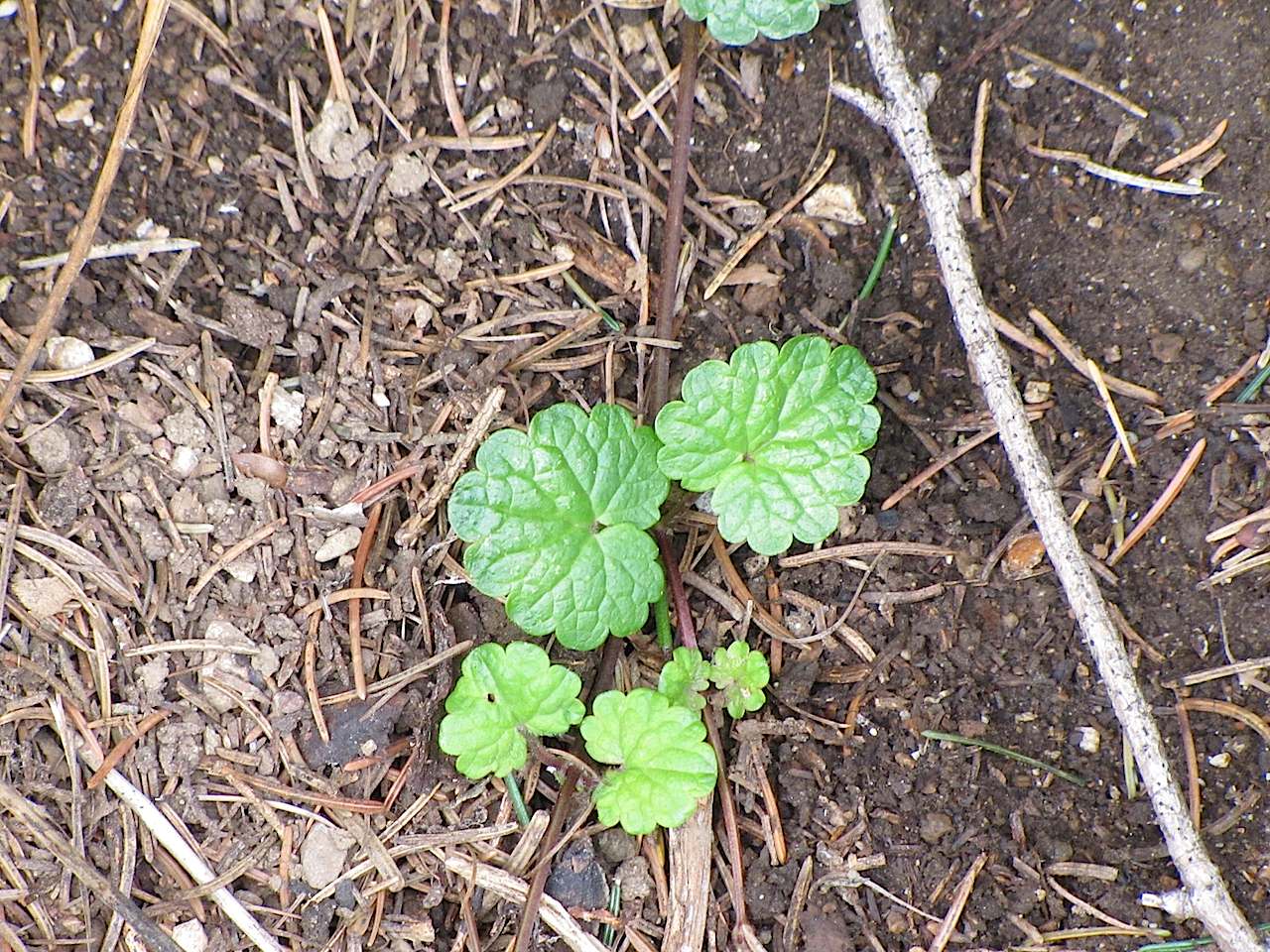 Nel sottobosco in Trentino - Glechoma hederacea