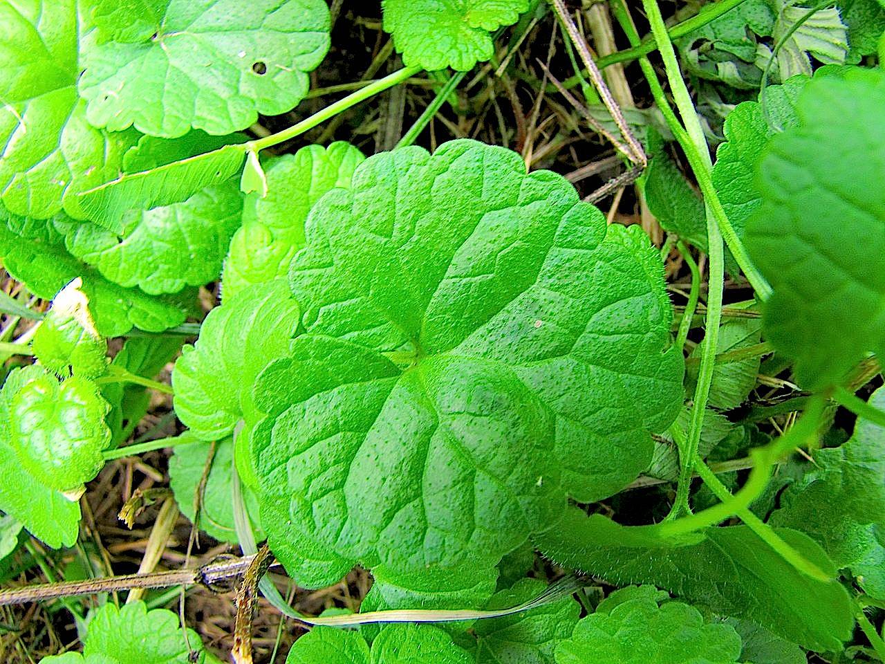 Nel sottobosco in Trentino - Glechoma hederacea