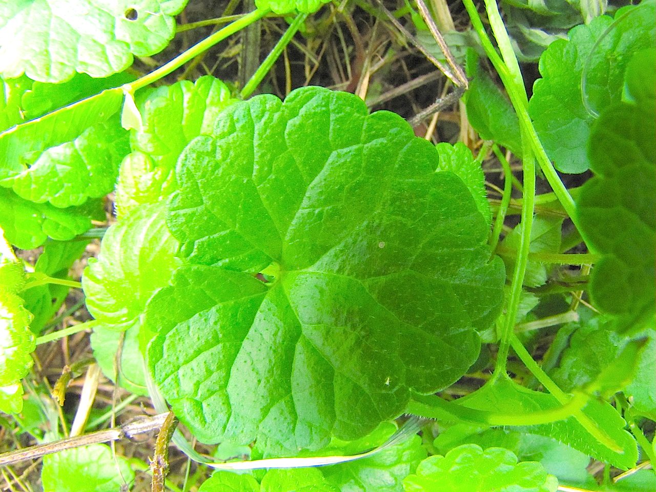 Nel sottobosco in Trentino - Glechoma hederacea