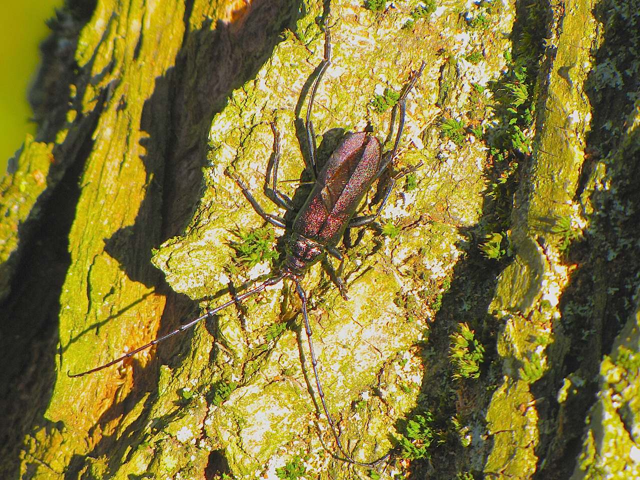 Cerambycidae: Aromia moschata