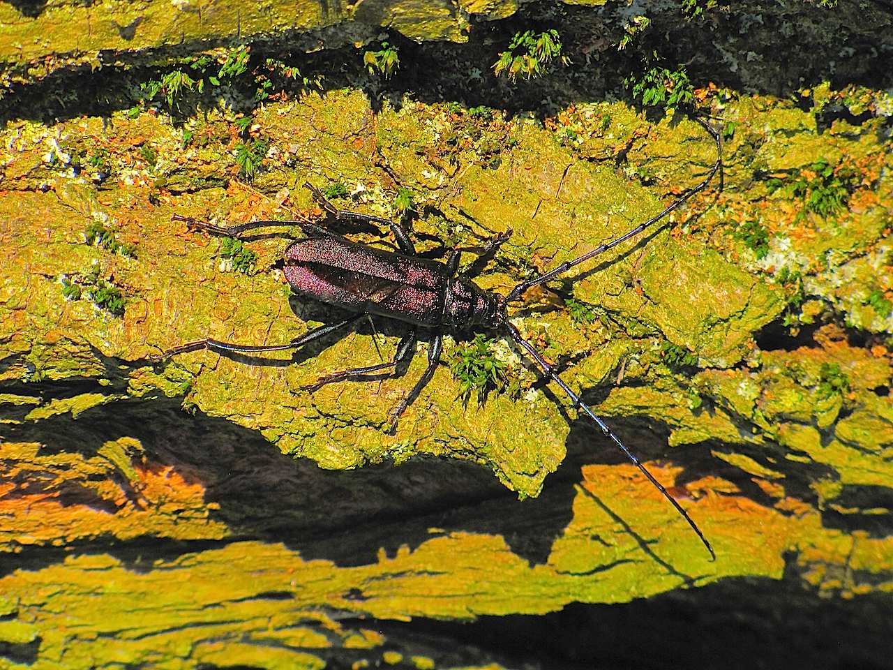 Cerambycidae: Aromia moschata