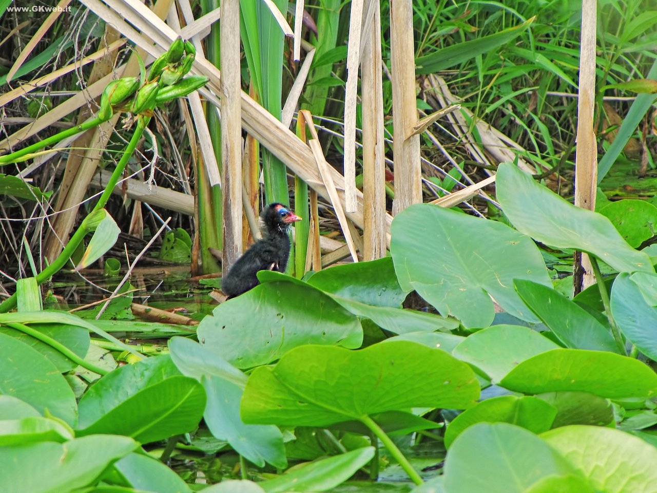 Alla scoperta del mondo (Gallinula chloropus)