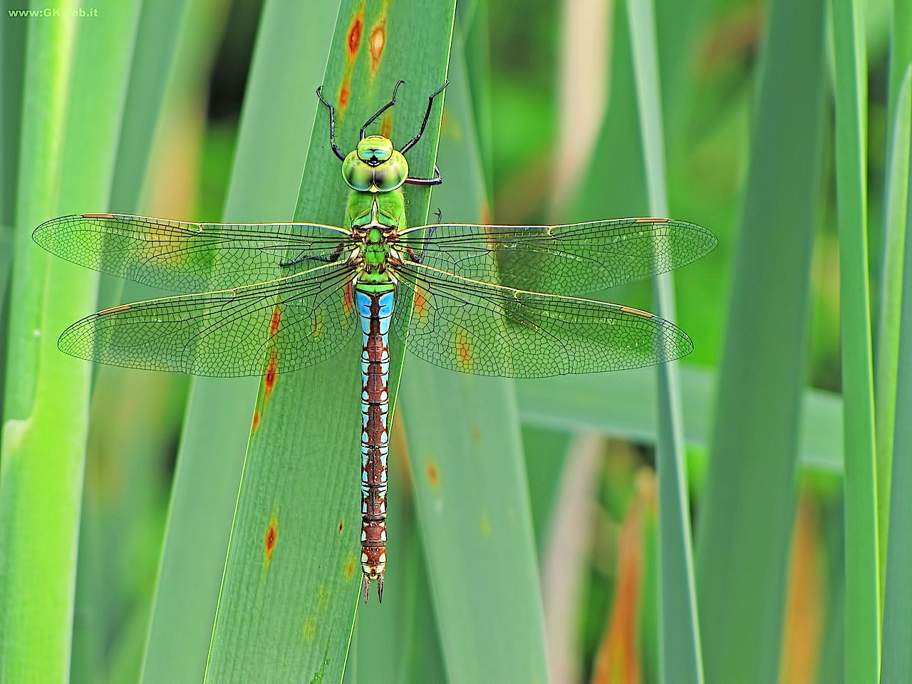 Anax quale? E perch?