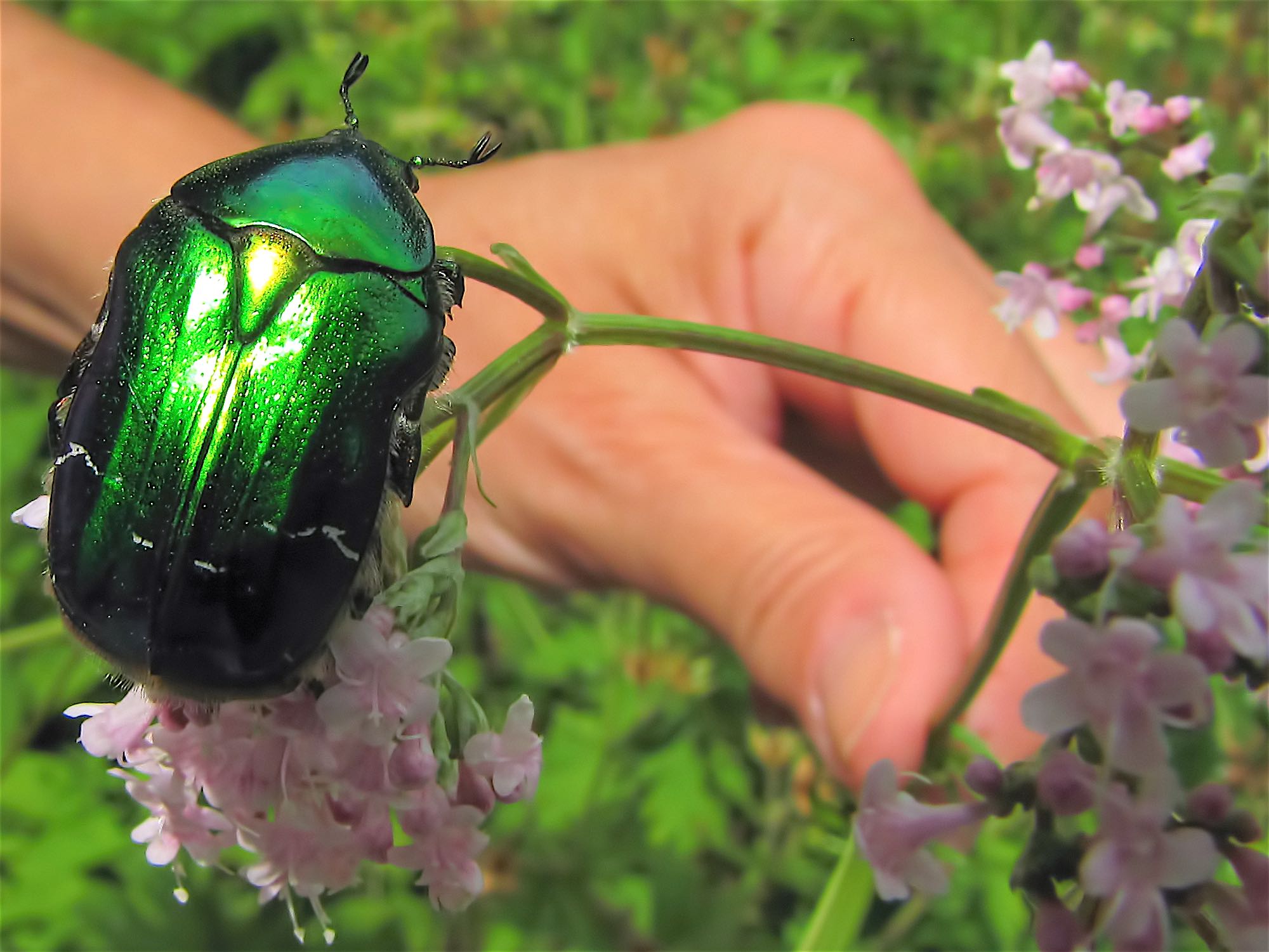 Cetoniidae: Cetonia aurata... molto grande