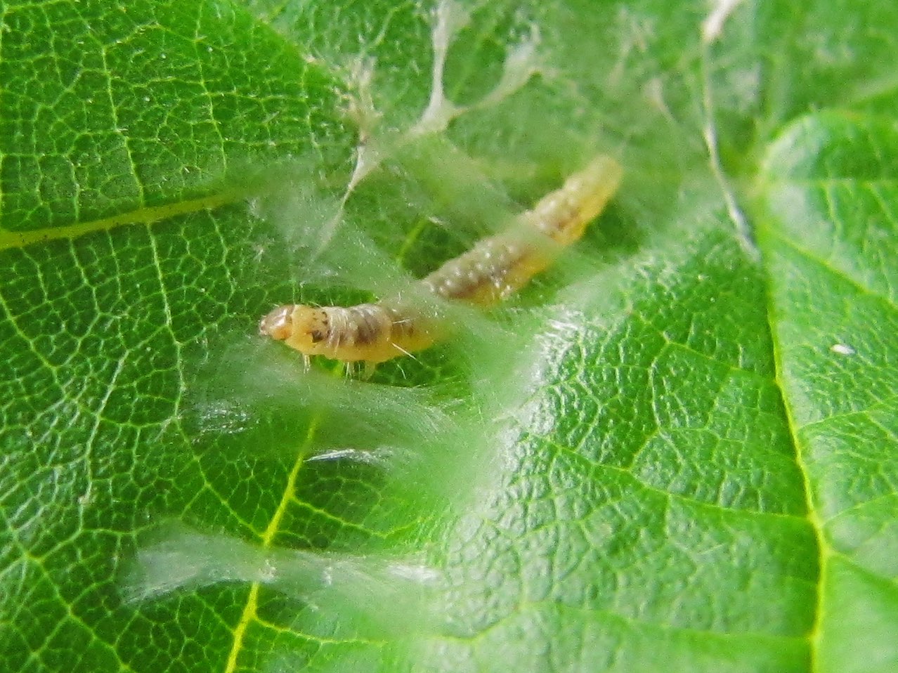 Bruco tessitore su nocciolo (filmato e foto): Tortricidae