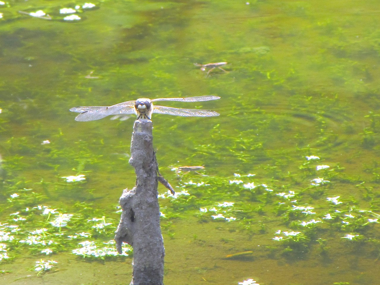 Anisottero di montagna, lontano: Libellula quadrimaculata