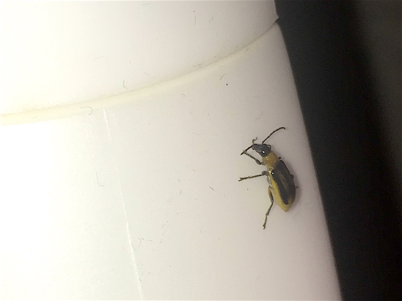 Chrysomelidae, Diabrotica virgifera