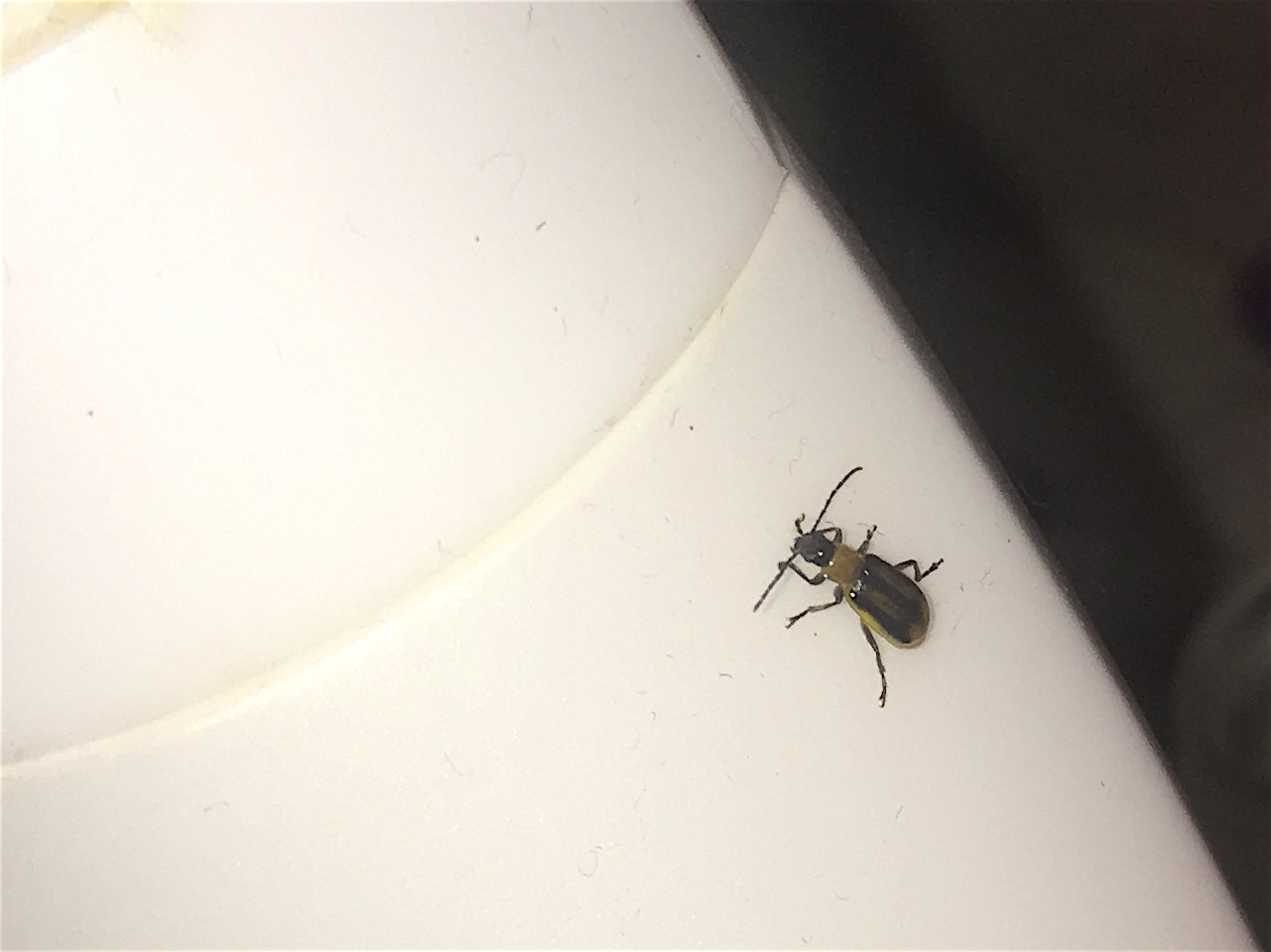 Chrysomelidae, Diabrotica virgifera