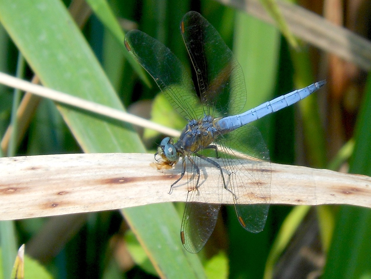 Orthetrum coerulescens?