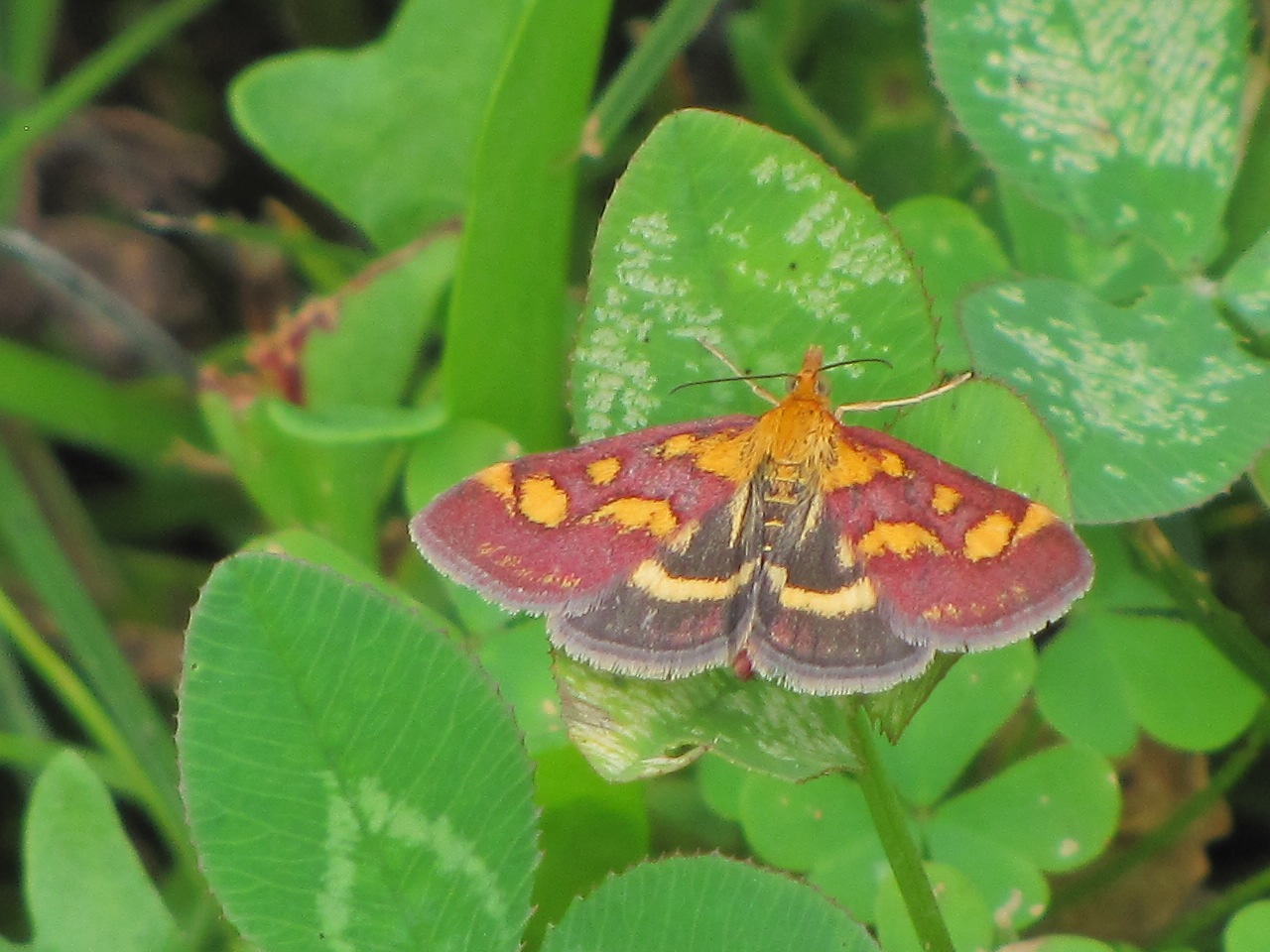 Pyrausta purpuralis dal Piemonte