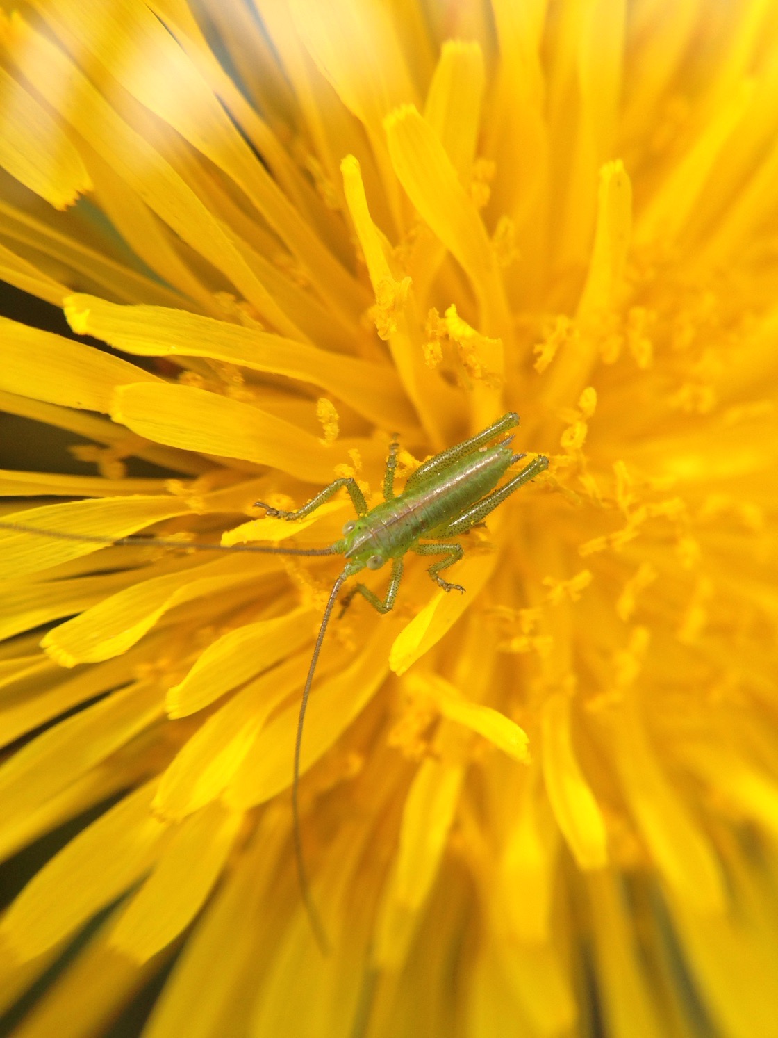 Minuscolo ortottero su un fiore: neanide di Tettigonia viridissima