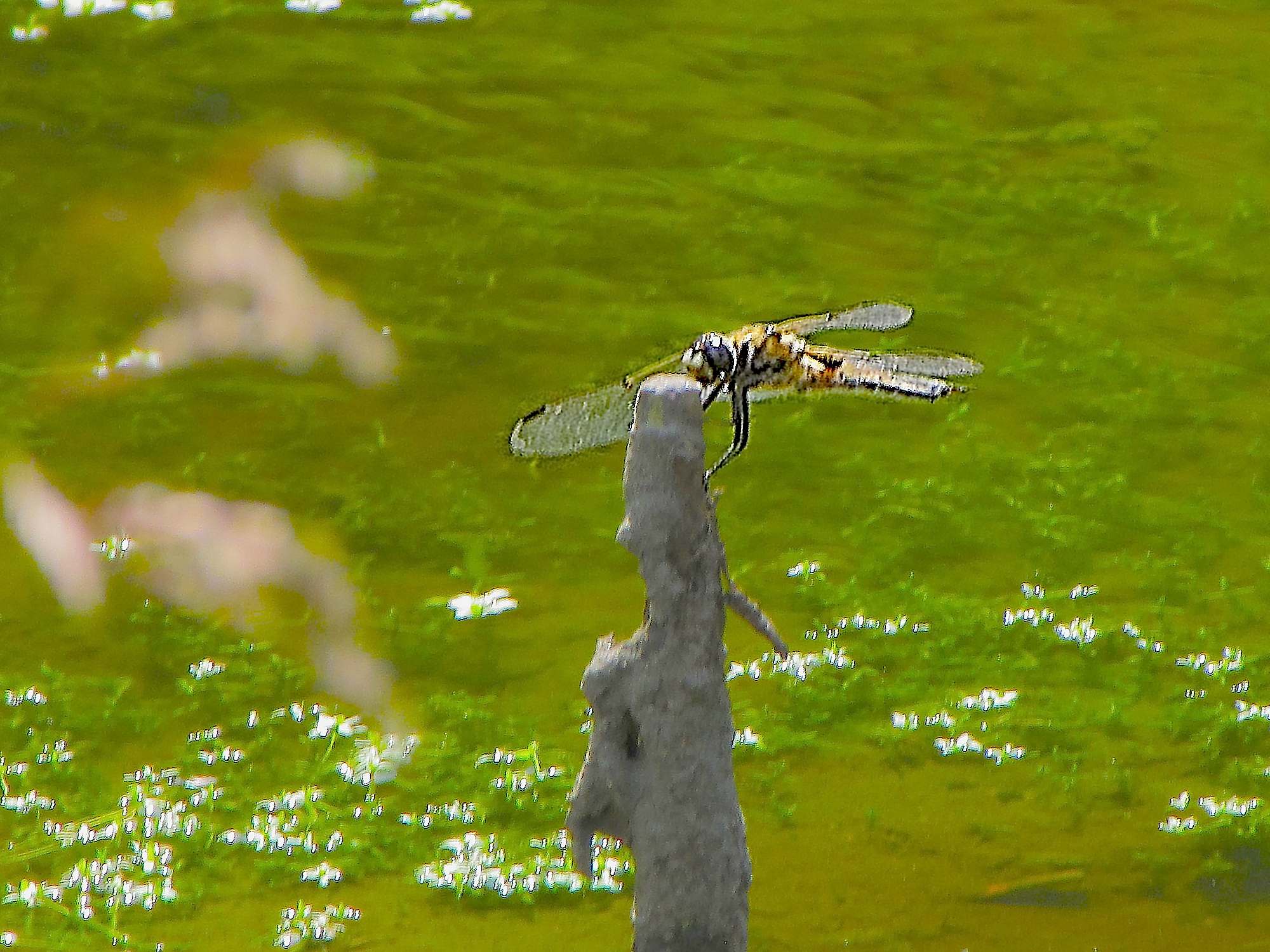 Anisottero di montagna, lontano: Libellula quadrimaculata