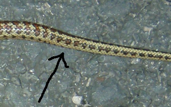 colubro leopardino (Zamenis situla, var. lineata)