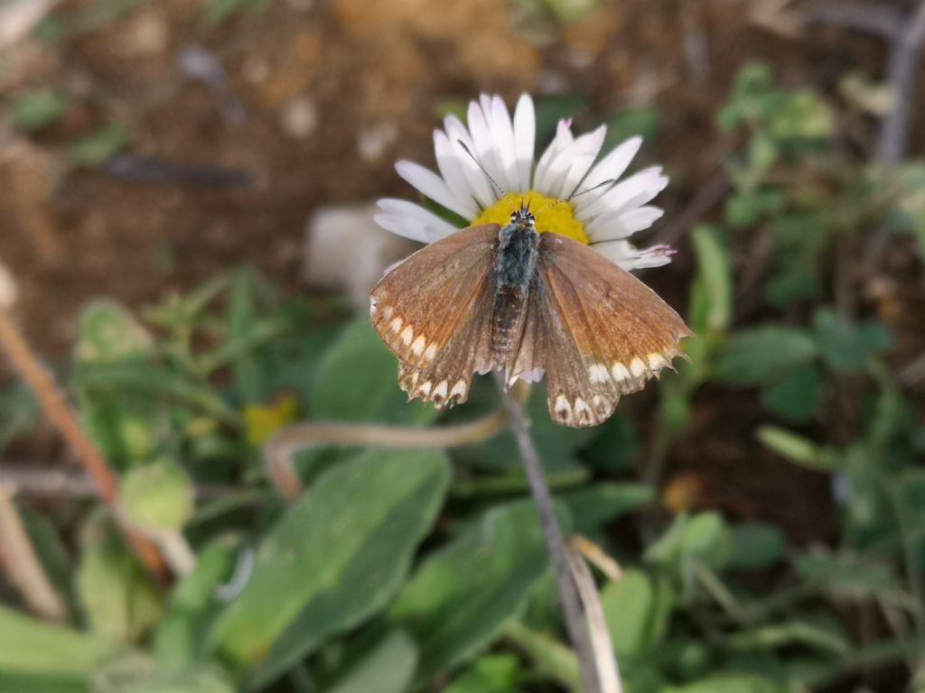 lepidoptera