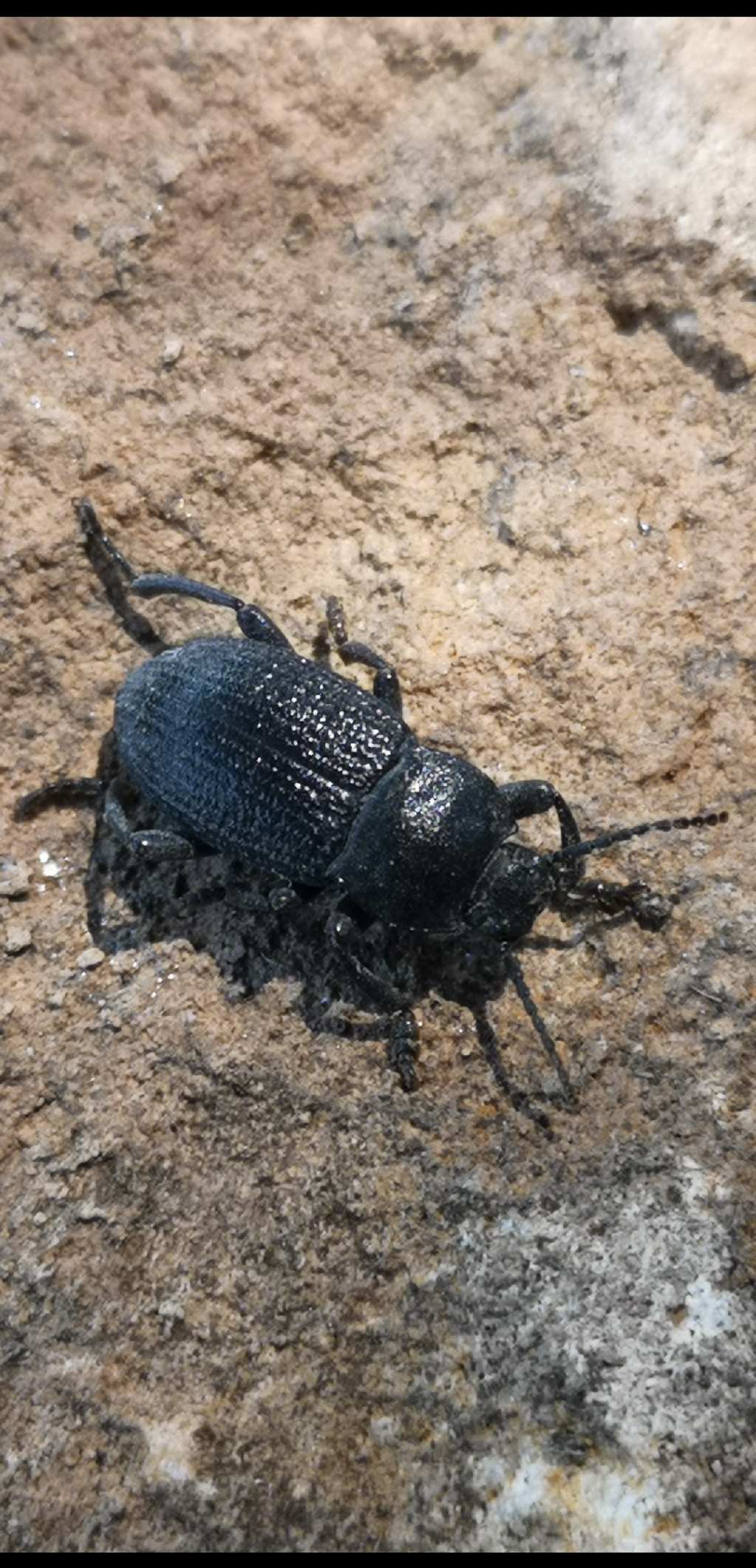 Tenebrionidae: Opatrum? No, Dendarus dalmatinus